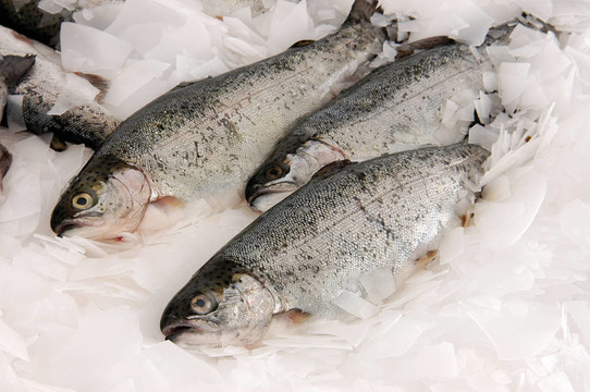 魚