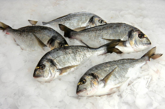 鳊魚