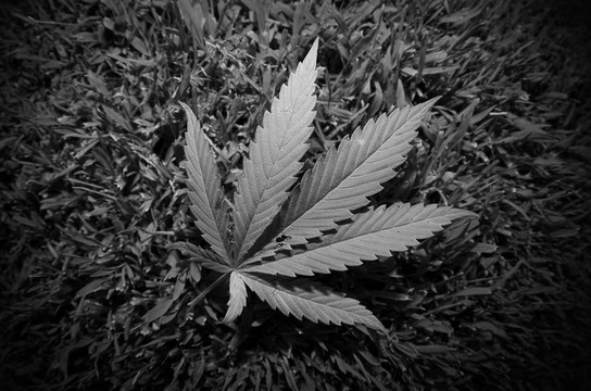 大麻葉