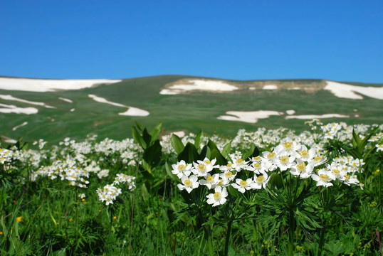 這是美麗的山地景觀北高加索。照片嗎？俄羅斯；2009六月。