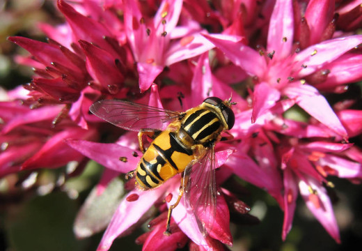 heliophilus慈竹；從家庭的蒼蠅（Syrphidae）；花景天
