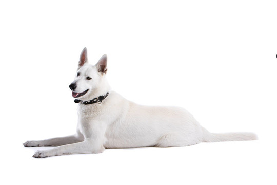 白色牧羊犬