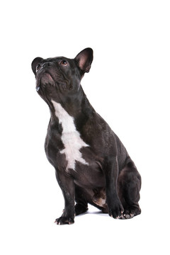 法國斗牛犬（法國佬）