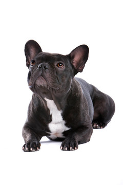 法國斗牛犬（法國佬）