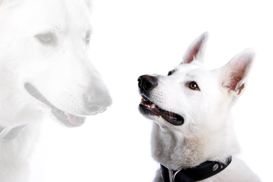 白色牧羊犬