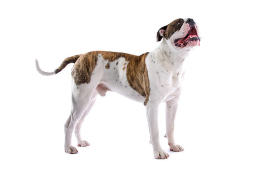 美國斗牛犬