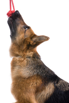 德國牧羊犬