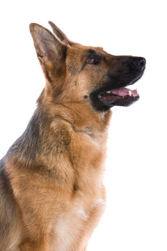 德國牧羊犬