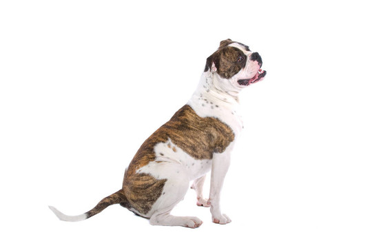 美國斗牛犬