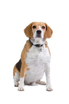 比格犬