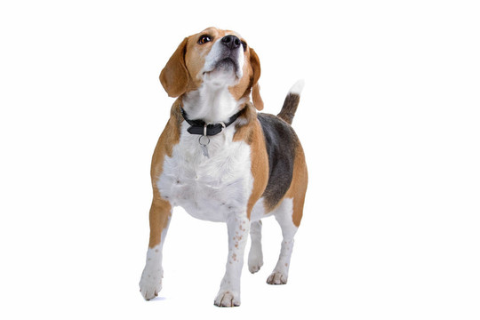 比格犬