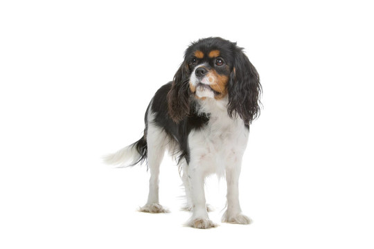 查爾斯王小獵犬的狗