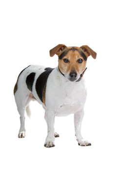jack russel梗