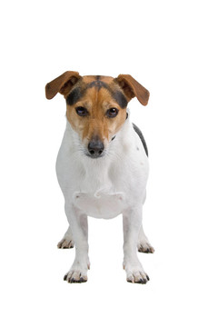 jack russel梗