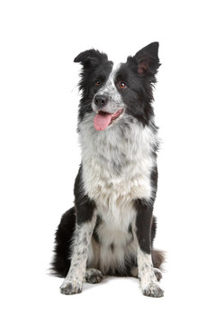 邊境牧羊犬