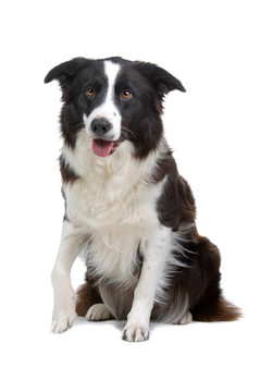 邊境牧羊犬