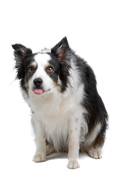 黑色和白色的邊境牧羊犬