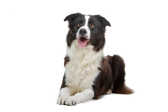 黑色和白色的邊境牧羊犬