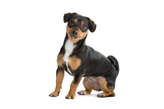 jack russel梗