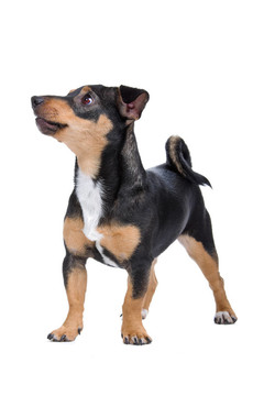 jack russel梗