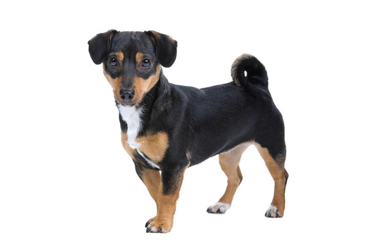 jack russel梗