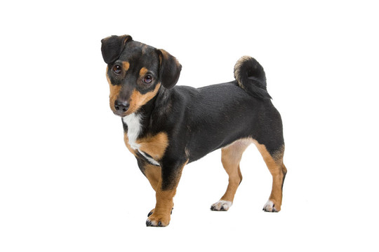 jack russel梗
