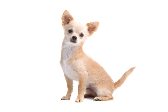 奇瓦瓦犬坐