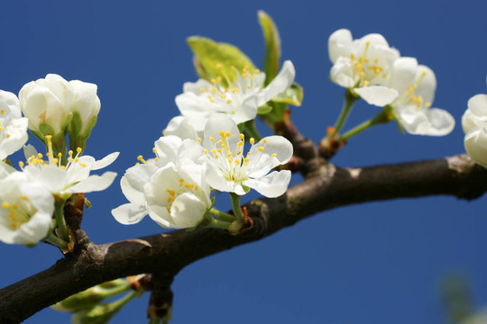 開(kāi)花的蘋果樹