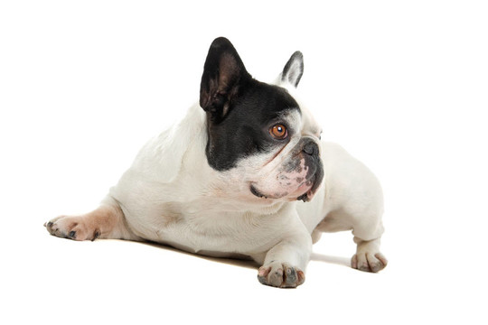 法國斗牛犬（法國佬）
