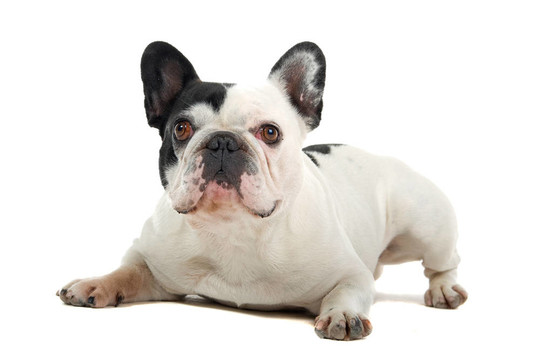 法國斗牛犬（法國佬）