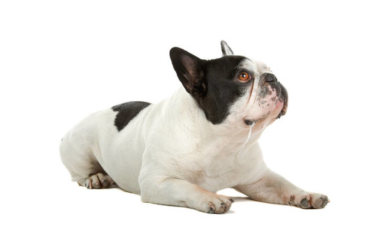 法國斗牛犬（法國佬）