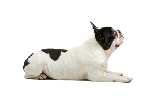 法國斗牛犬（法國佬）