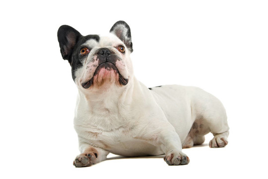 法國(guó)斗牛犬（法國(guó)佬）