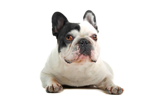 法國斗牛犬（法國佬）