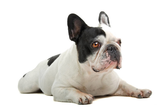 法國斗牛犬（法國佬）
