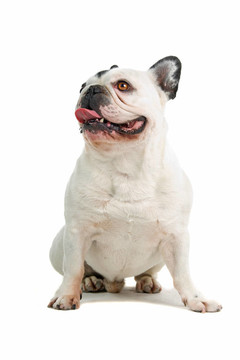 法國斗牛犬（法國佬）