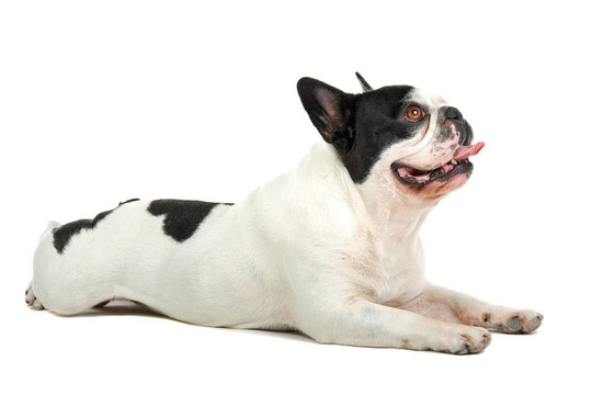 法國斗牛犬（法國佬）