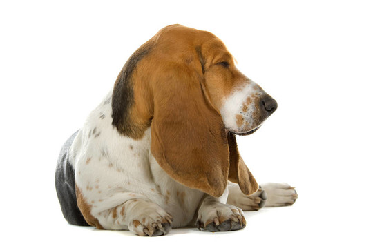 英國巴吉度獵犬