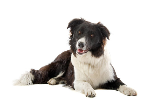 邊境牧羊犬