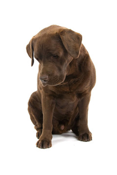 可愛的拉布拉多獵犬