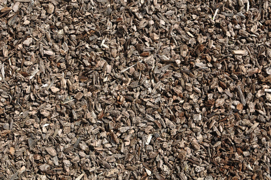 景觀Brown Bark Background