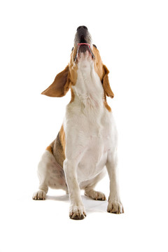 比格犬看了