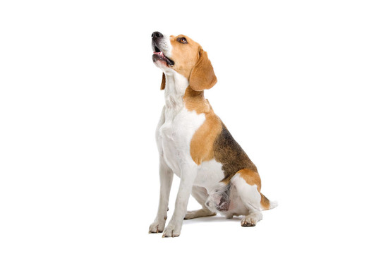 坐在比格犬