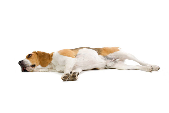 比格犬