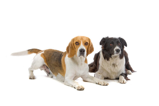 比格犬、邊境牧羊犬