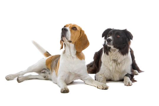 比格犬、邊境牧羊犬
