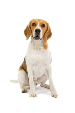 坐在比格犬