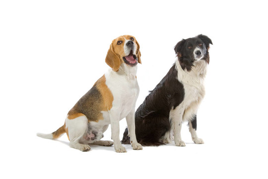 比格犬和邊境coliie狗