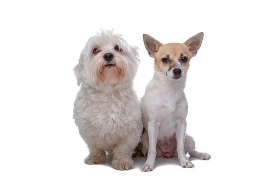 混合品種的奇瓦瓦和馬爾濟(jì)斯犬
