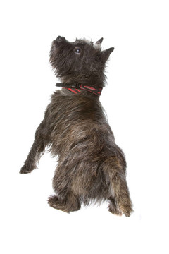 凱恩梗犬